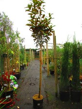 LARGE 8ft-9ft inc. pot