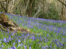 50g Bluebell seed (5000 seeds