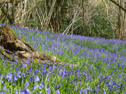 50g bluebell seed 5000 seeds - seed,