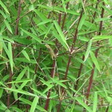Red panda large clump - large,