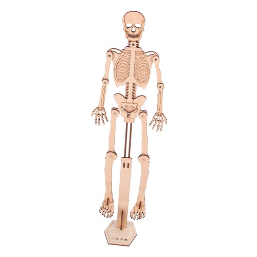 Human skeleton model novelty - human,