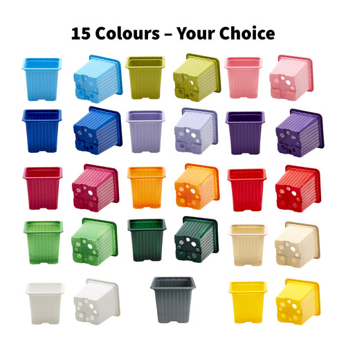 7cm square plant - plant, pots