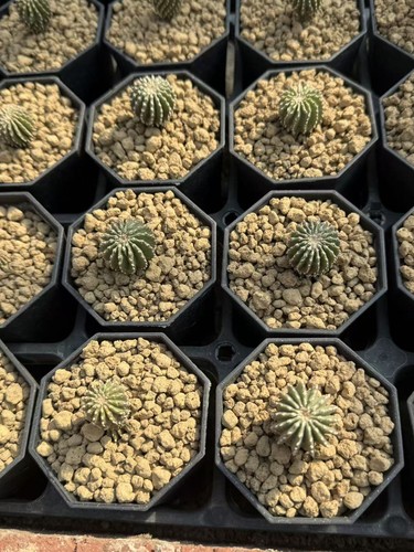Succulent cactus plant - succulent,