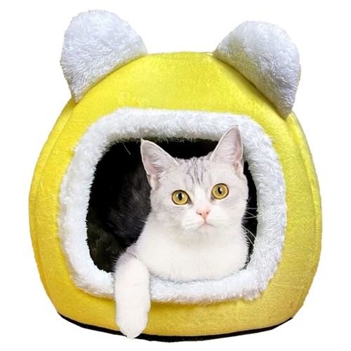 Pet cat kitten - cat, beds