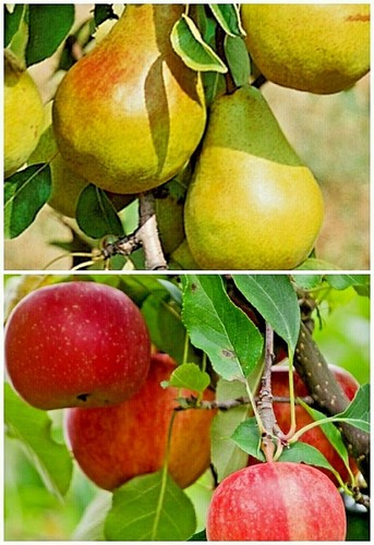 Fruit tree seeds apple - 10,