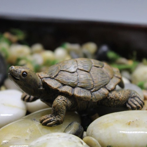 Turtle tortoise art outdoor - turtle,