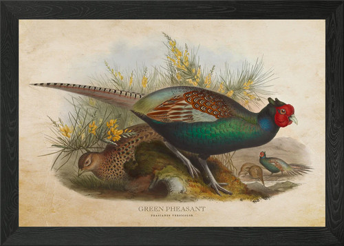 Green pheasant framed - green,
