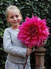 Dinnerplate Dahlia Emory Paul