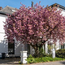 You Garden - Flowering Cherry Tree Prunus 'Kanzan' Established Plant in 5L Pot