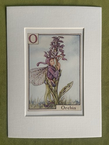 Orchis flower fairy - ‘orchis’,