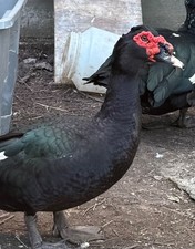 10  BLACK MUSCOVY DUCK LARGE