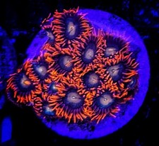 Large gatorade zoa - large, polyp