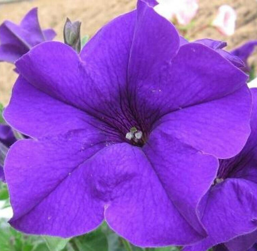 Alderman violet petunia - 25,