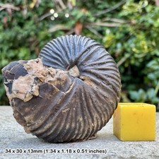 RARE Anatomites brechiformis