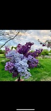2 YEAR OLD LIVE Lilac