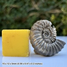 Promicroceras Golden Pyrite Ammonite Fossil Black Ven Marls Lower Lias Jurassic
