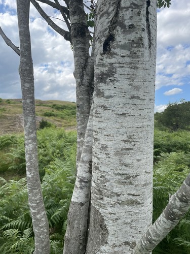 Rowan tree sapling sorbus - rowan,