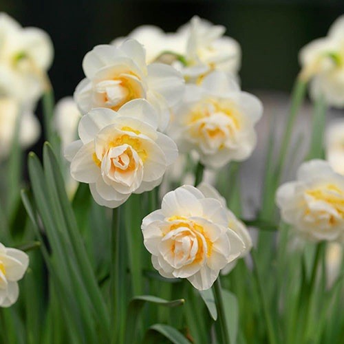 15x bridal crown narcissus - bridal,