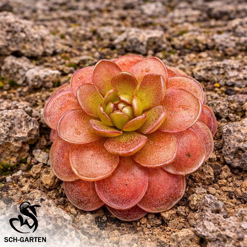 Pre sale pinguicula sch lava - pinguicula,