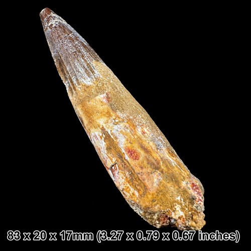 Spinosaurus dinosaur tooth - dinosaur,