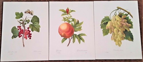 Redouté vintage art - art, prints