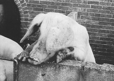 HAPPY PIG POSTCARDS ALL