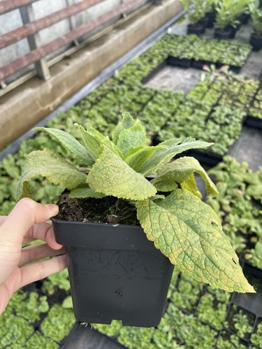 Digitalis purpurea - digitalis,