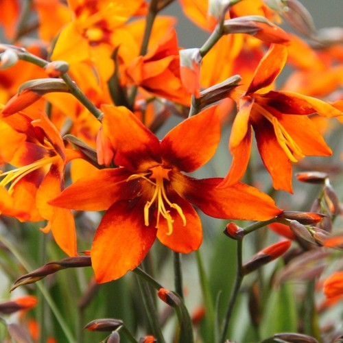 Crocosmia emily mckenzie - emily,