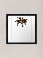 Tarantula exotic spider - tarantula,