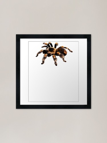 Tarantula exotic spider gift - exotic,