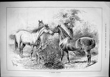 Original old antique print - old,