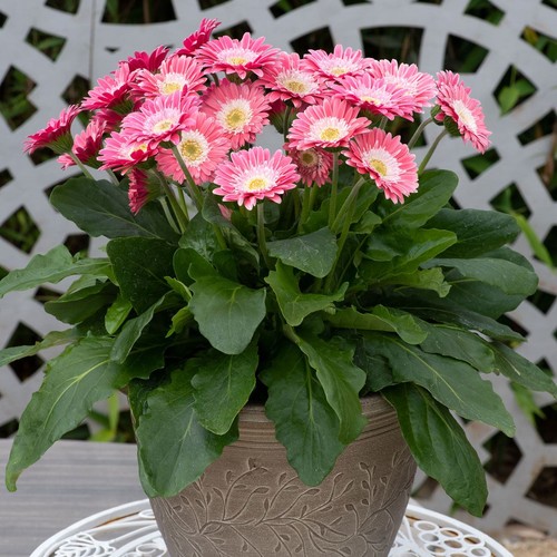 Gerbera garvinea sweet - gerbera,