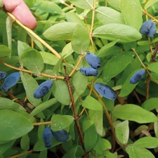 Fruit Bushes, Honeyberry