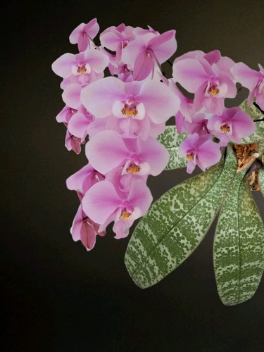 Phalaenopsis schilleriana - phalaenopsis,