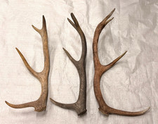 3 real stag antlers crafts