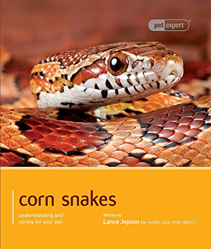 Corn snake - snake, (pet