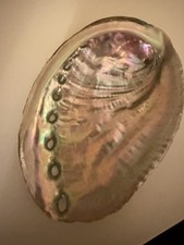 Iridescent Abalone Shell