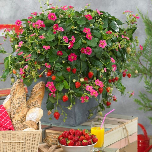 Strawberry toscana rhs award - strawberry,