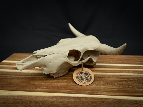 Cow skull replica - cow,