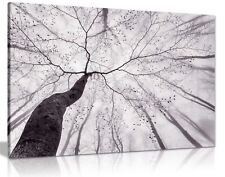 Black & White Tree Trunks Foggy Forest Framed Canvas Print Wall Art Home Decor