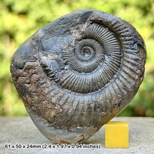 Dactylioceras tenuicostatum