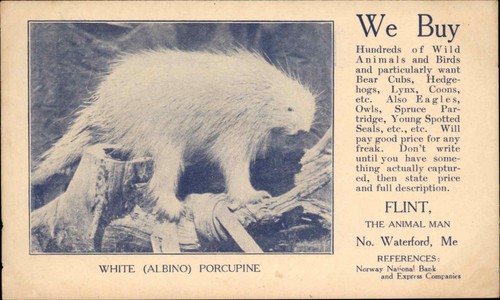 Albino porcupine taxidermy - porcupine,