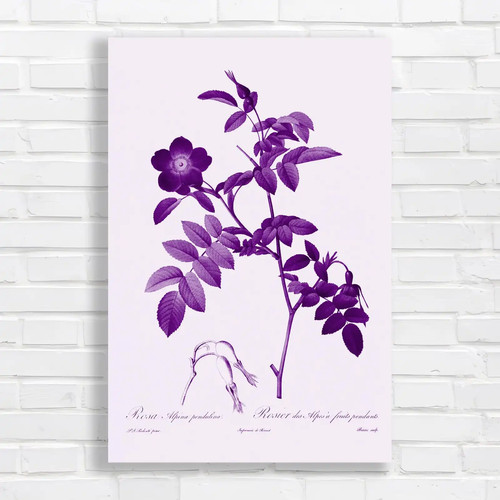 Vintage botanical rose purple - vintage,