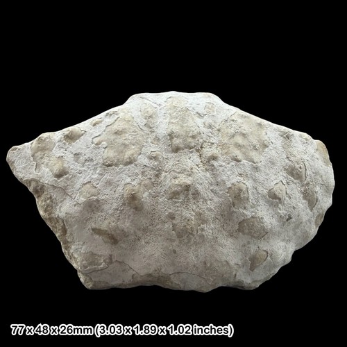 Rare fossil crabs brachyura - fossil,
