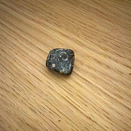 Polished ammonite fossil - polished,