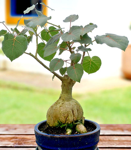 Ficus petiolaris rare caudex - ficus,