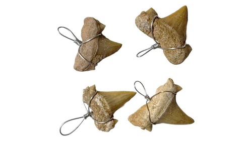 Shark tooth pendant - tooth, natural