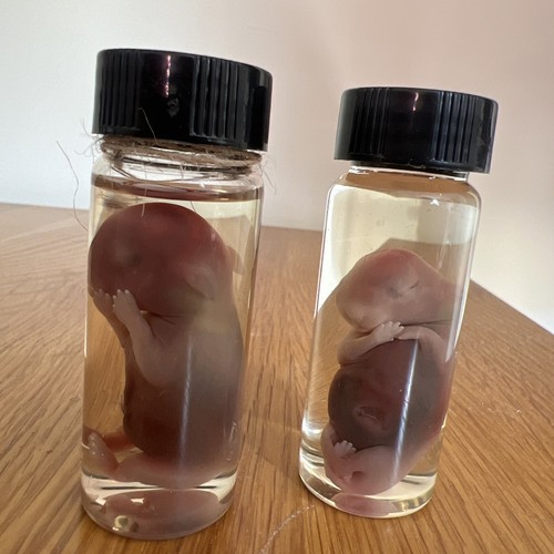 Small fetal rabbit wet - small,