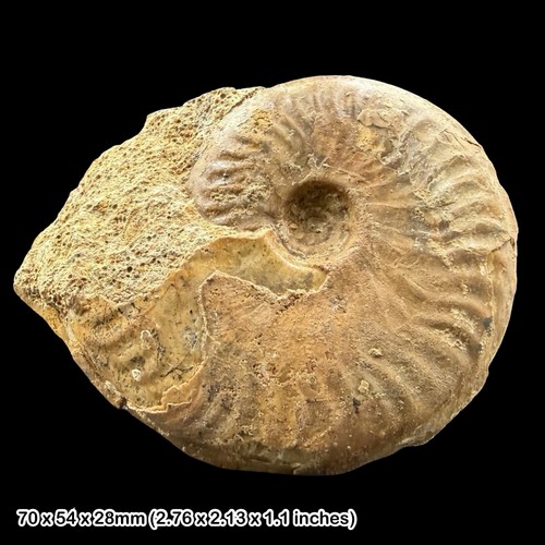 Brasilia ammonite fossil - sp,