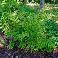  2x Medium Broad Buckler Fern (Dryopteris Dilatata) Organic Bareroot Rhizomes 